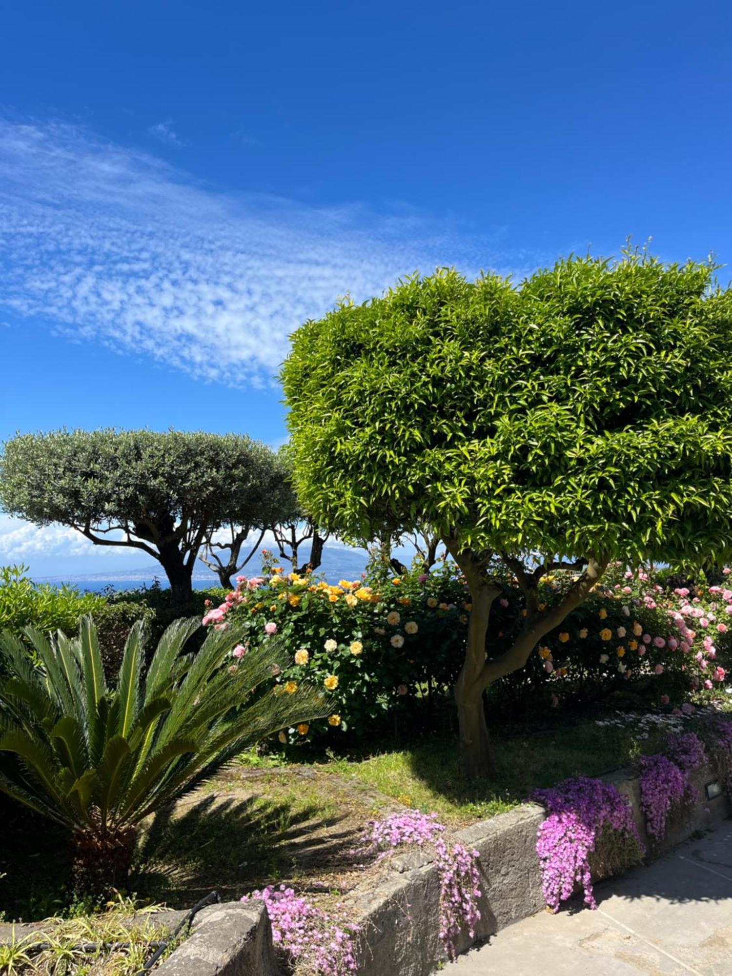 מלון Sorrento Garden מראה חיצוני תמונה