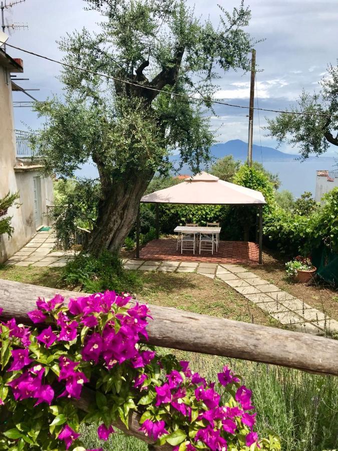 מלון Sorrento Garden מראה חיצוני תמונה